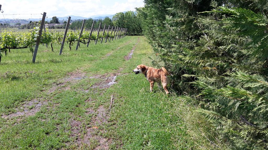 Agriturismo Case Mori Rimini Zewnętrze zdjęcie